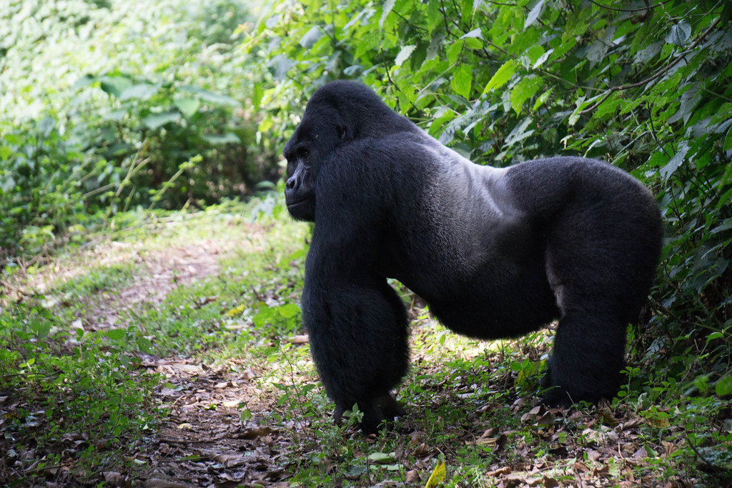 car rental for rwanda and tanzania great apes