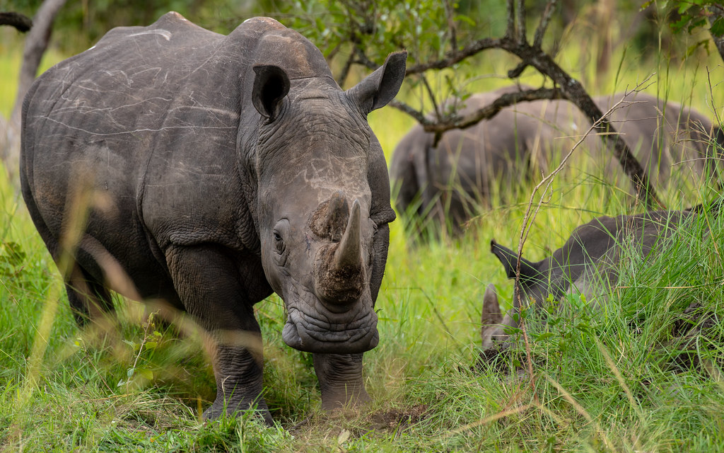 rhino tracking on self drive safari fro Dar es Salaam